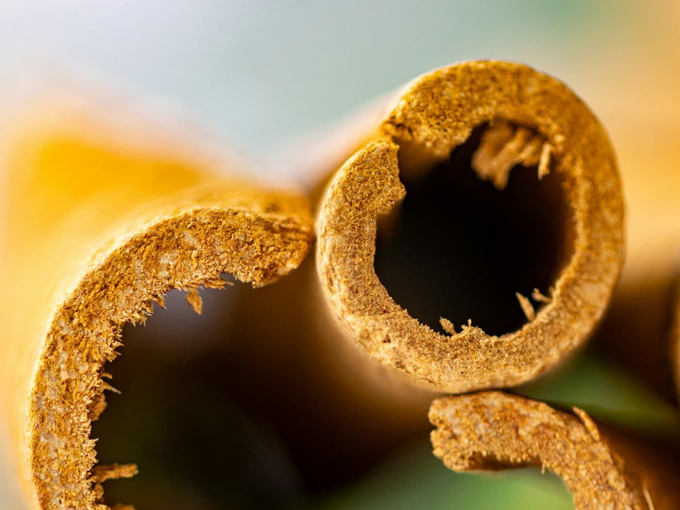 Close-up of rolled cinnamon bark quills